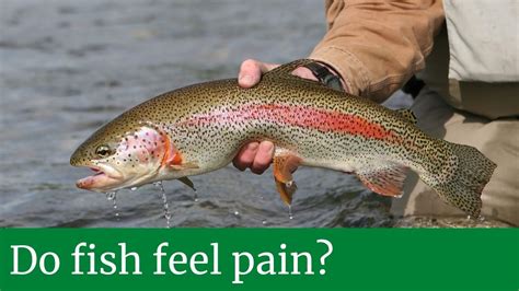 do fish feel pain